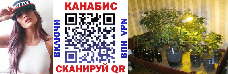 блэк спрут как зайти  купить наркотик  Шенкурск  Шишки марихуана OG Kush 